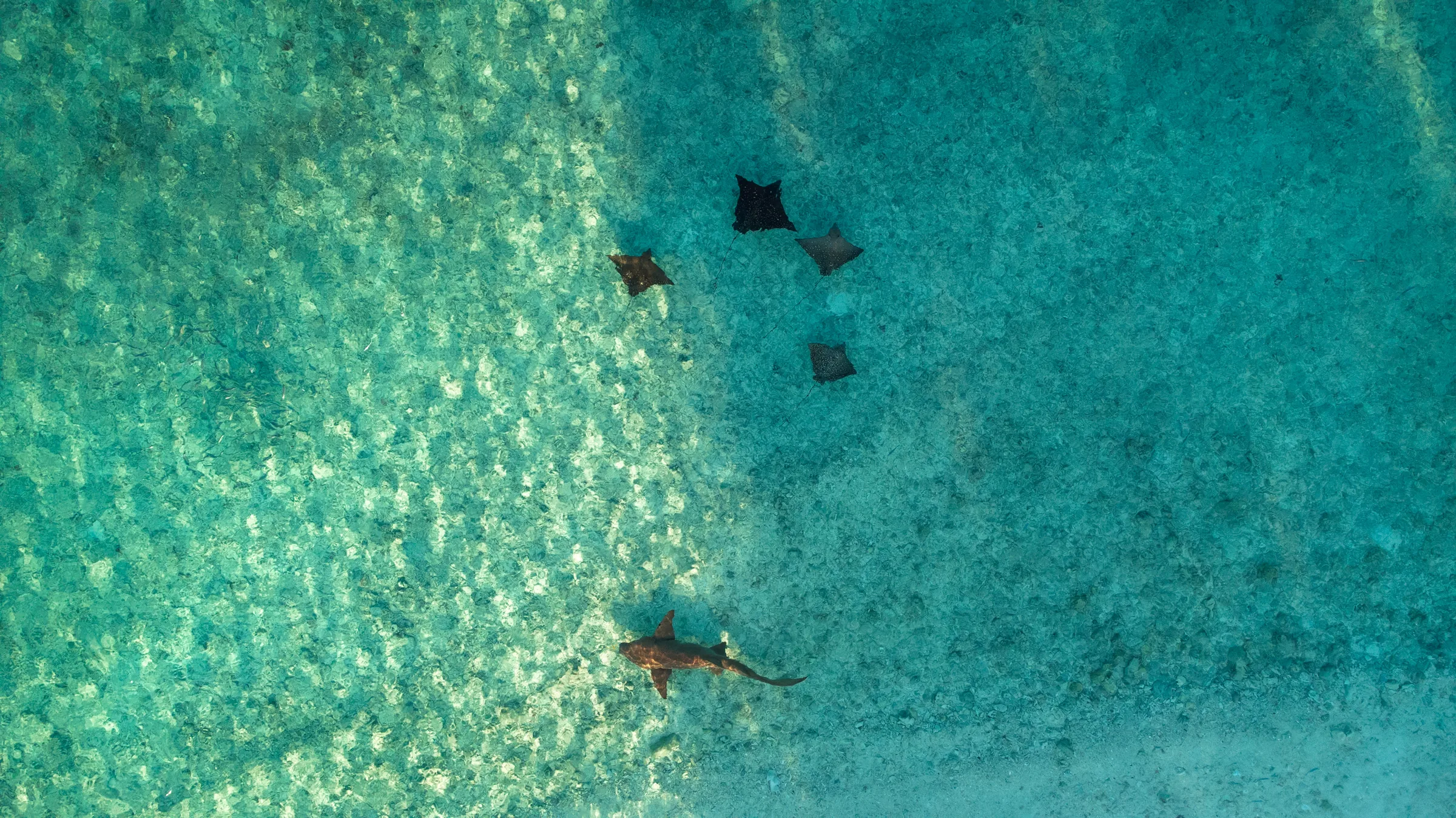 Rochen und ein Hai im flachen türkisfarbenen Wasser aus der Luft