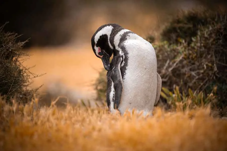 Magellan-Pinguin bei der Gefiederpflege