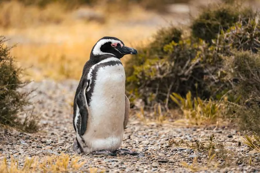 Magellan-Pinguin am Rand eines Gebüschs