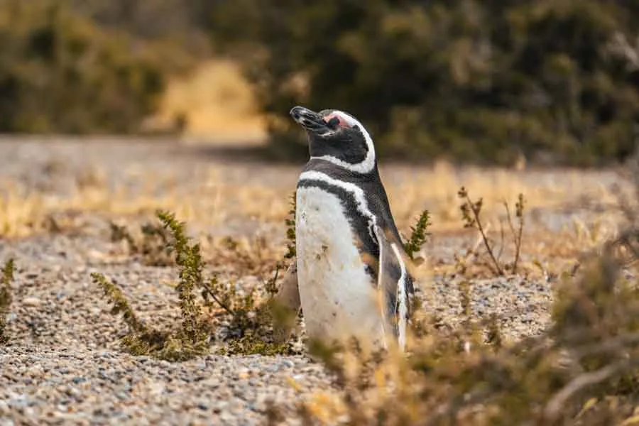 Magellan-Pinguin in der trockenen Küstenlandschaft