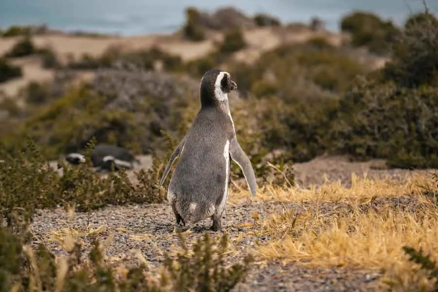 Junger Magellan-Pinguin in der Kolonie