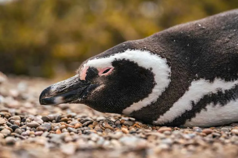 Nahaufnahme eines ruhenden Magellan-Pinguins