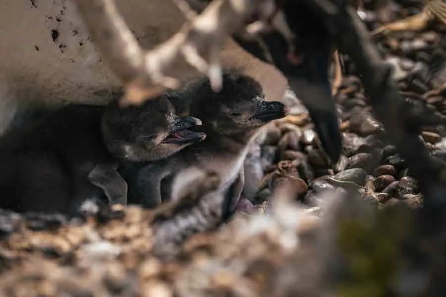 Pinguinküken im geschützten Nest